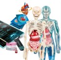 Naukowa Zabawa Super Anatomia Język Polski Clementoni 50919