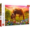 Puzzle - 500 - Konie na łące - Trefl 37451