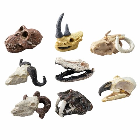 Zestaw Archeologiczny Wykopaliska Czaszek Kości Narzędzia Akcesoria